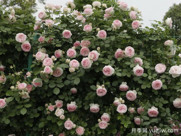 糖果龙沙宝石月季(图3)