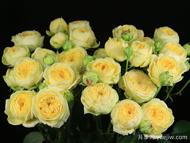 牡丹泡泡月季(图1)