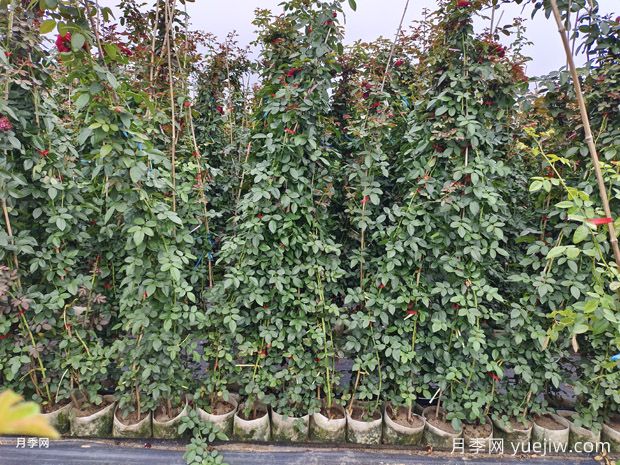 8月藤本月季基地批发价格(图3)