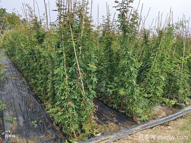 8月藤本月季基地批发价格(图5)