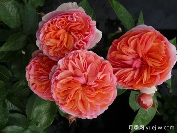 康沃尔公爵夫人月季(图2)