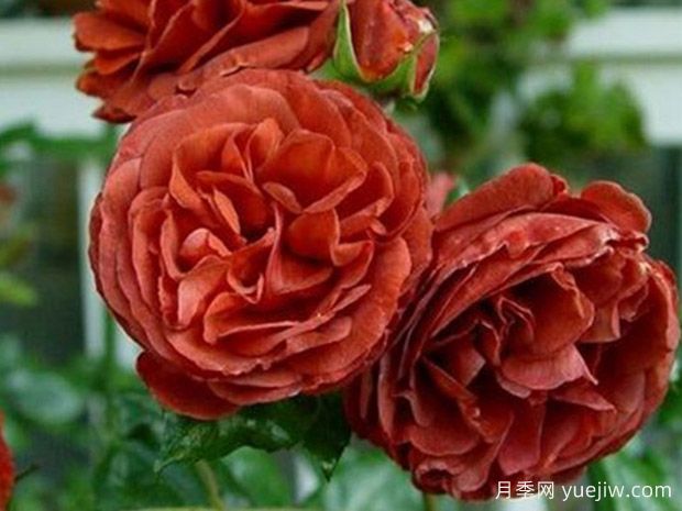 布朗天鹅绒月季/棕色天鹅绒月季(图2)