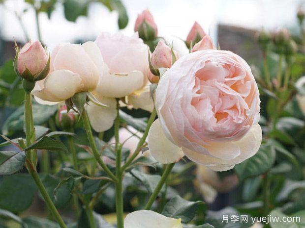 吉洛一号月季(图2)