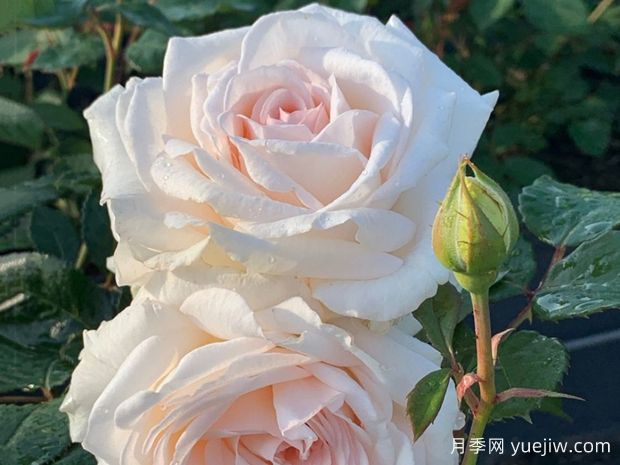 雪海香踪月季/兰扎乌伯爵夫人(图2)