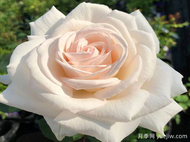 雪海香踪月季/兰扎乌伯爵夫人(图1)