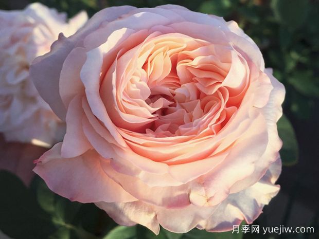 浪漫安琪月季(图2)