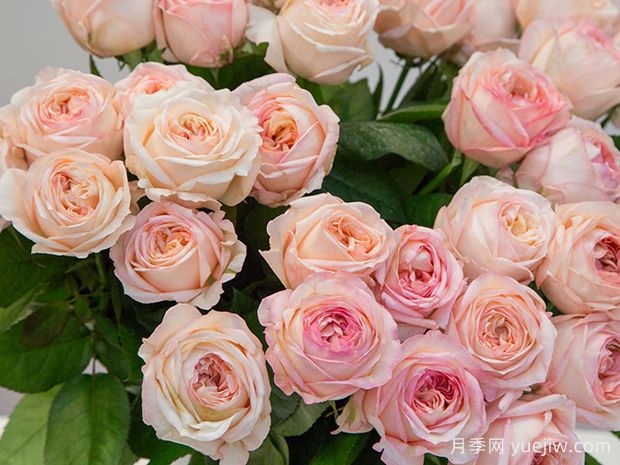 浪漫安琪月季(图1)