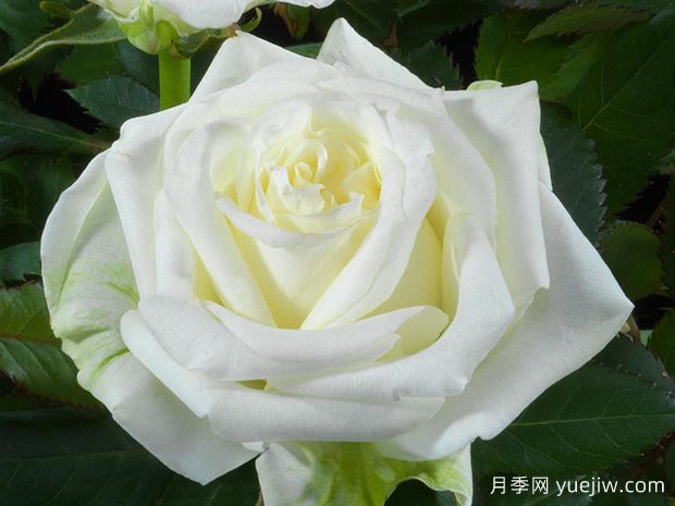 北极宝石月季(图1)