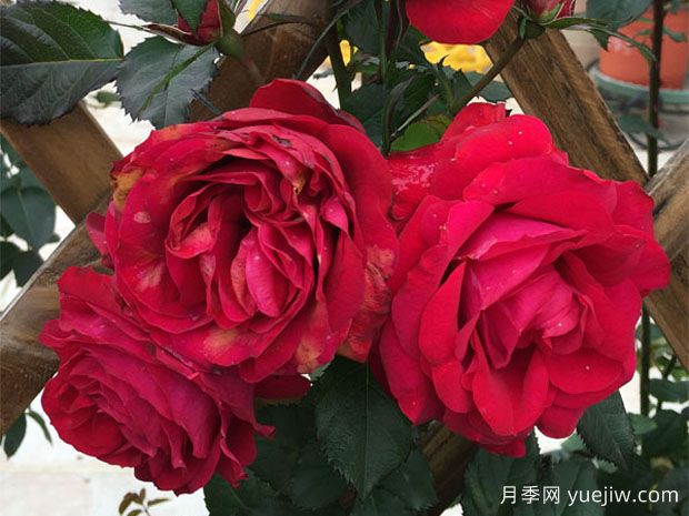 月蚀王阳台月季Eclipse King Terrazza(图1)