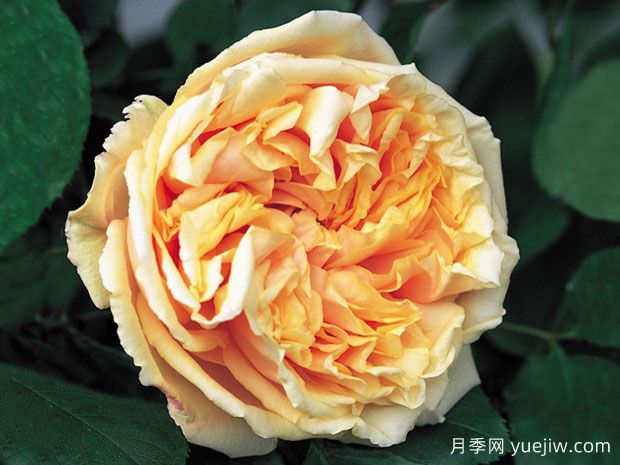 世界古老月季荣誉殿堂，12个老月季名人堂品种大全(图2)