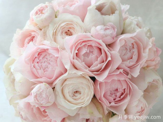 芳香之杯月季/樱月季/由香(图1)