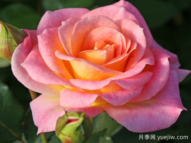 德科拉月季(图2)