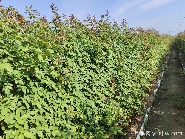 2米高粉龙月季网片批发，打造爆款花墙(图2)