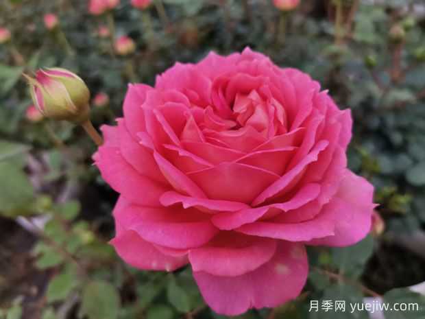 花店里的玫瑰是月季吗？​月季专家告诉你(图1)