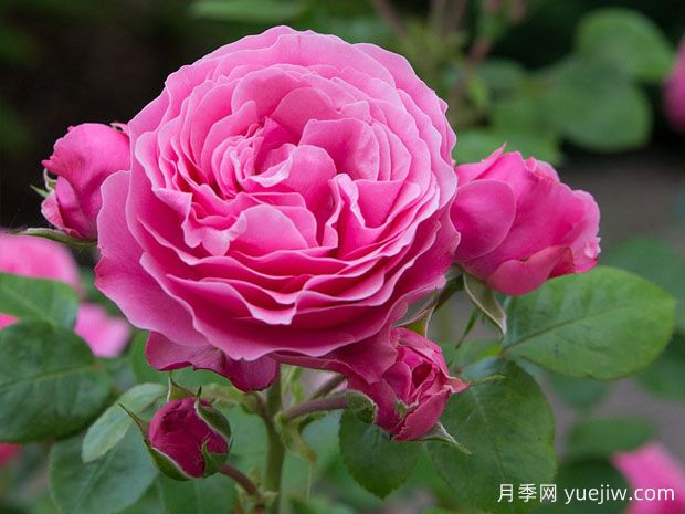 新手网红花卉演值超高，也要曝光需要接受的缺点(图1)