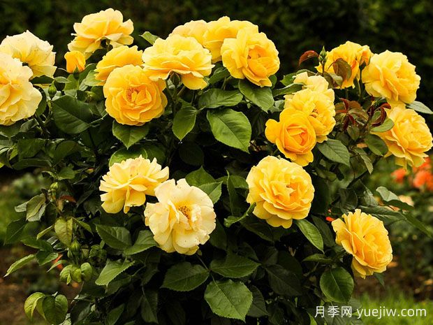 如何抓住时机促进月季发笋？发笋后如何加强管理？(图1)