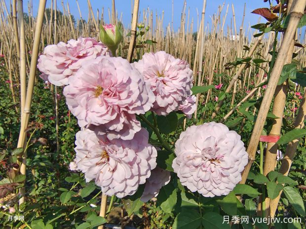  插竹竿美植袋蓝色阴雨爬藤月季价格(图2)