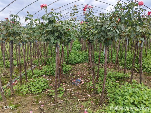 精品2.5-3.5公分树状月季发货杭州萧山花木城(图3)