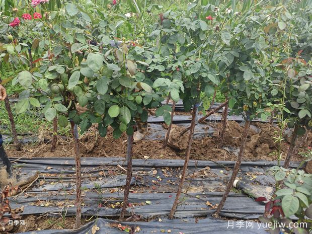 精品3公分独杆树状月季大量上市批发(图3)