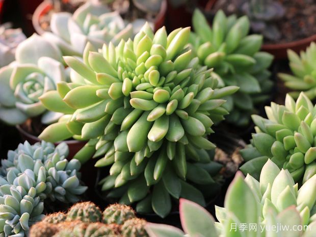 推荐适合新手的5种多肉盆栽，皮实好养非常美丽(图1)
