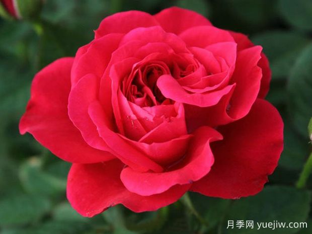红云月季(图1)