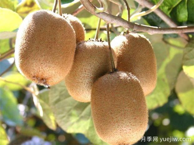 中国猕猴桃之乡，南阳西峡猕猴桃焕发新生(图1)