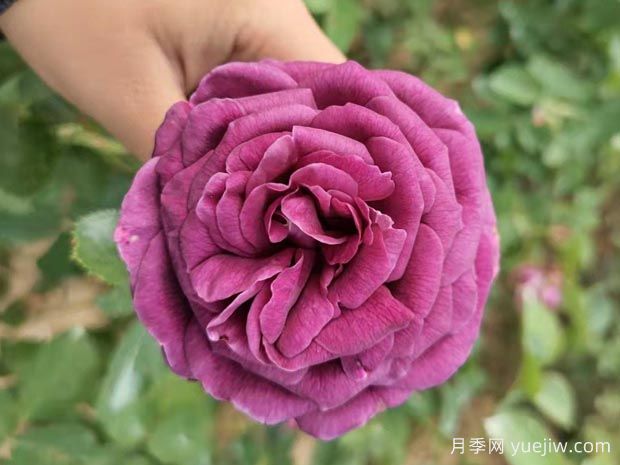 阳台上的月季只长枝条不开花的5个原因(图1)