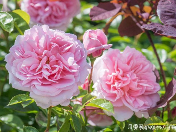 15个优秀英国奥斯汀灌木月季品种大赏(图6)