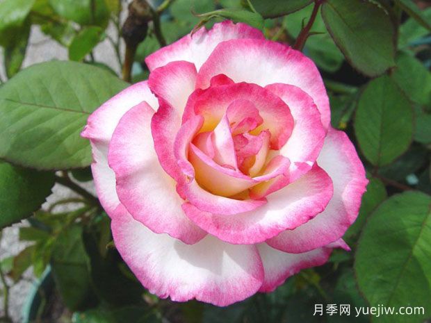 亨德尔月季(图1)