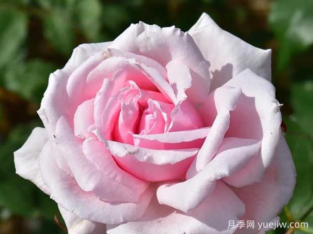 英国皮特月季，品种汇集(图6)