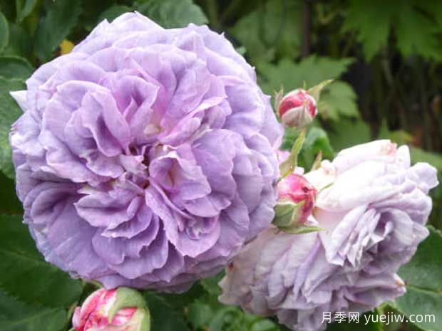 蓝色探戈月季(图2)