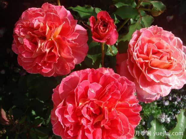 蕾娜萨穆郁月季(图1)