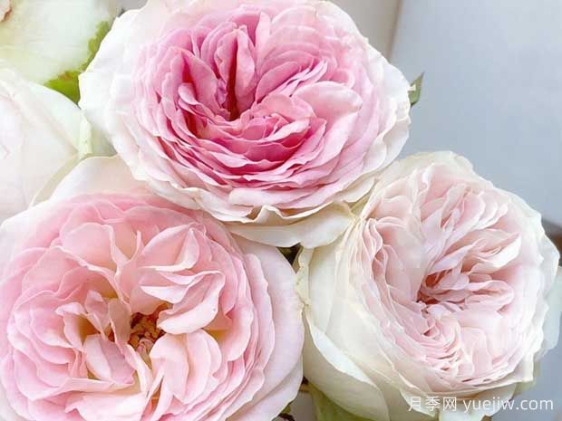 蕾娜山庄月季/洛雷娜凉亭(图1)