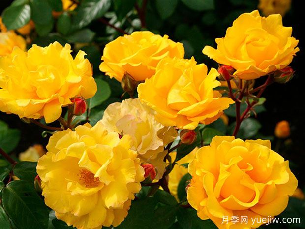 暖阳月季/斯图加特(图2)