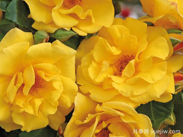 暖阳月季/斯图加特(图1)