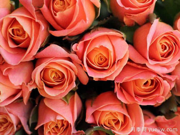 珊瑚礁月季(图2)