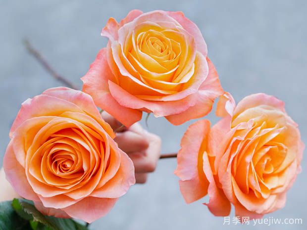 珊瑚礁月季(图1)