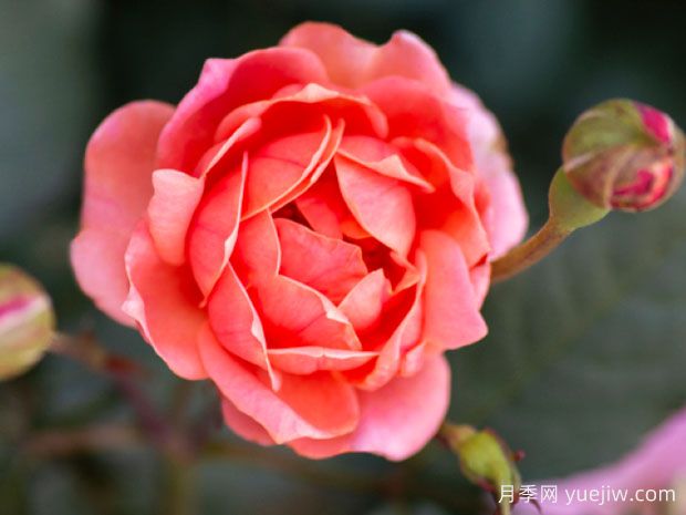 珊瑚绝代佳人月季的优缺点是什么？(图1)