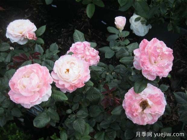 英国小姐月季/思念月季(图2)