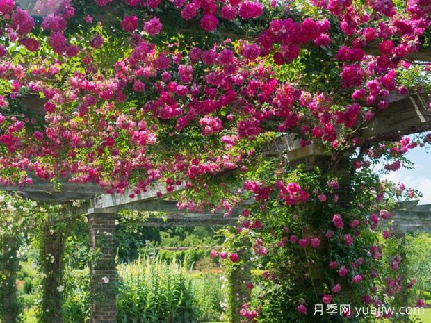 亚历山大吉罗月季(图2)