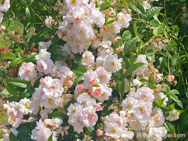 甜蜜剪影月季(图2)