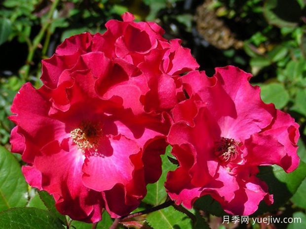 温莎公爵夫人月季/永久波(图1)