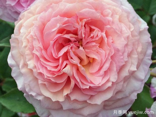 詹姆斯高威月季的优缺点是什么？(图1)