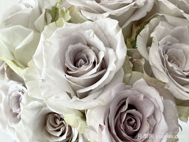 乌龙伯爵茶月季(图1)