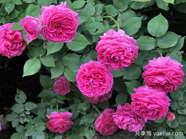 伊萨佩雷夫人月季/艾萨克太太(图2)