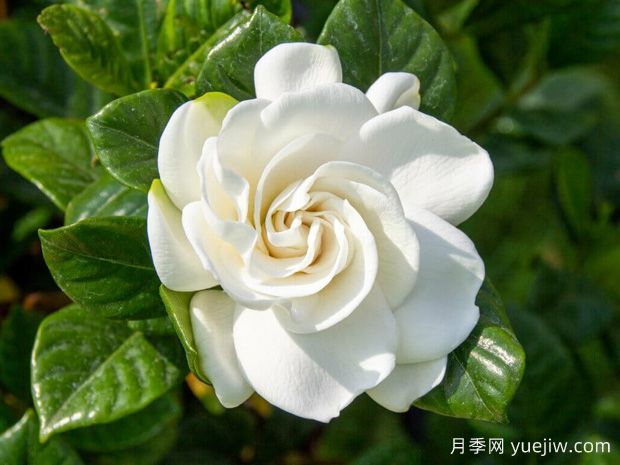 栀子花月季Gardenia(图1)