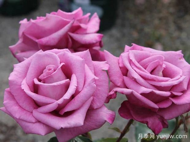 香梅月季/香甜李子(图2)