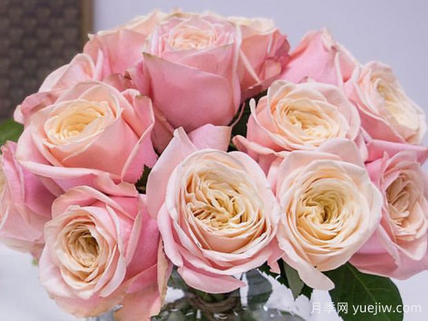 甜蜜奶咖月季(图2)