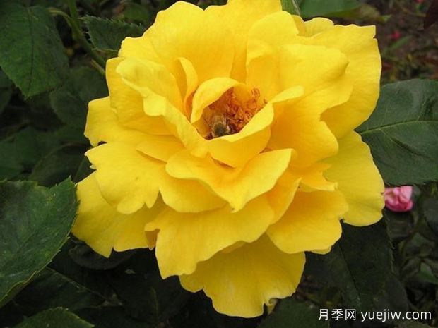 又香又美，全球最香月季10大排行榜(图6)