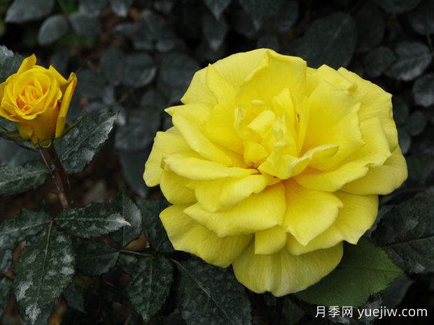 太阳仙子月季(图2)